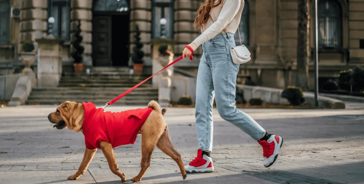 Czy nadszedł czas, aby dostosować miasta do potrzeb naszych zwierząt?