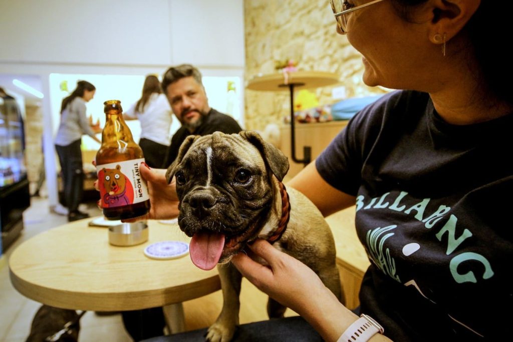 Czy nadszedł czas, aby dostosować miasta do potrzeb naszych zwierząt?