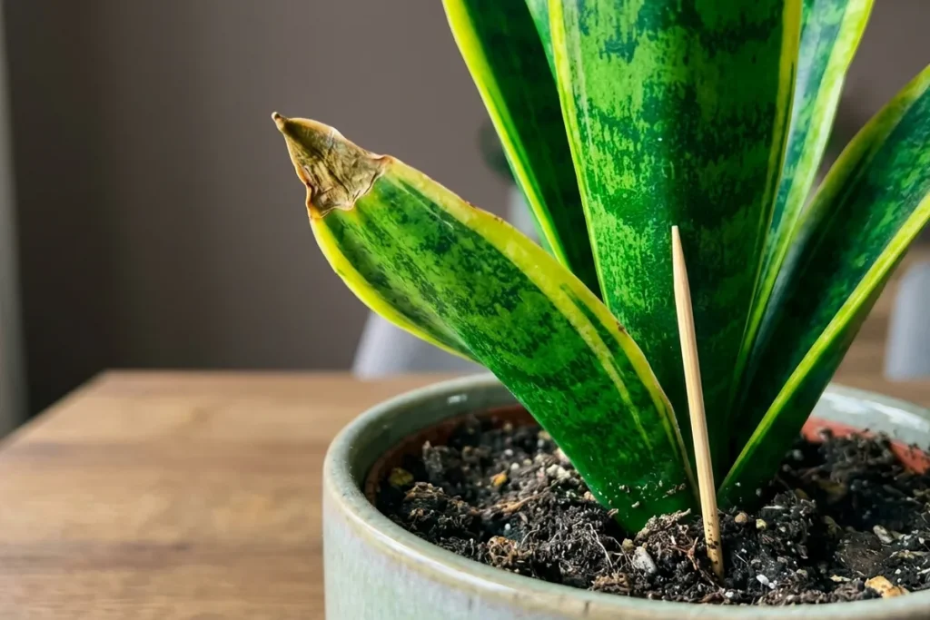 Sansewieria ma suche liście? Prawdopodobnie robisz ten jeden błąd przy podlewaniu